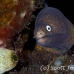 moray_whtieeyed_shr_tam_h_0058_bal6438.jpg